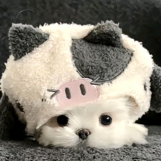 橙子