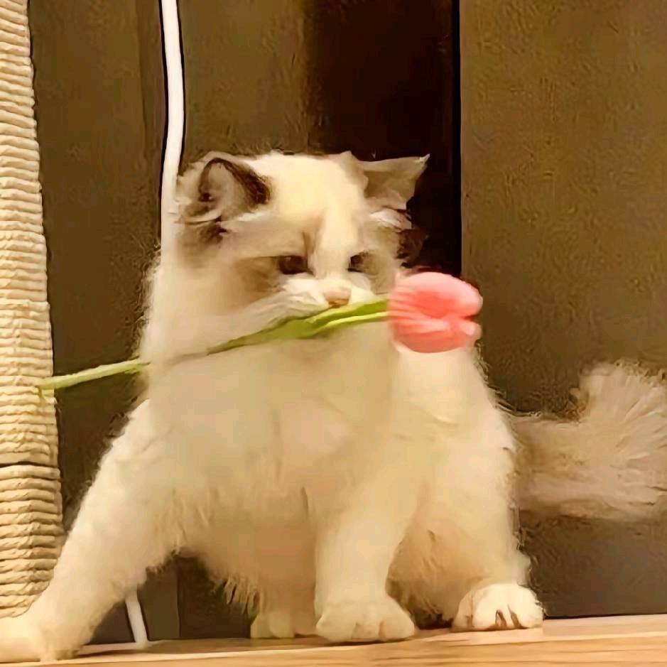 🌈红娘（私信版）