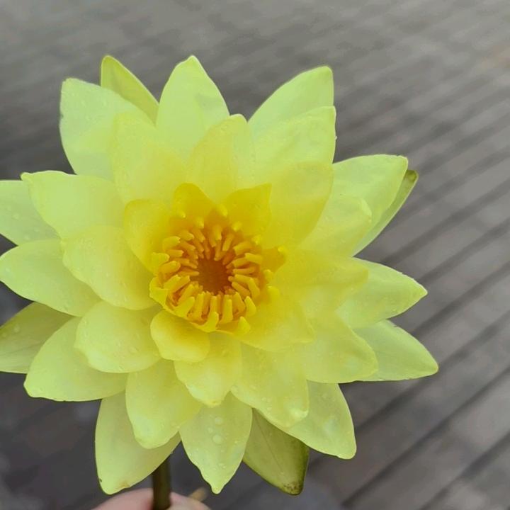 文