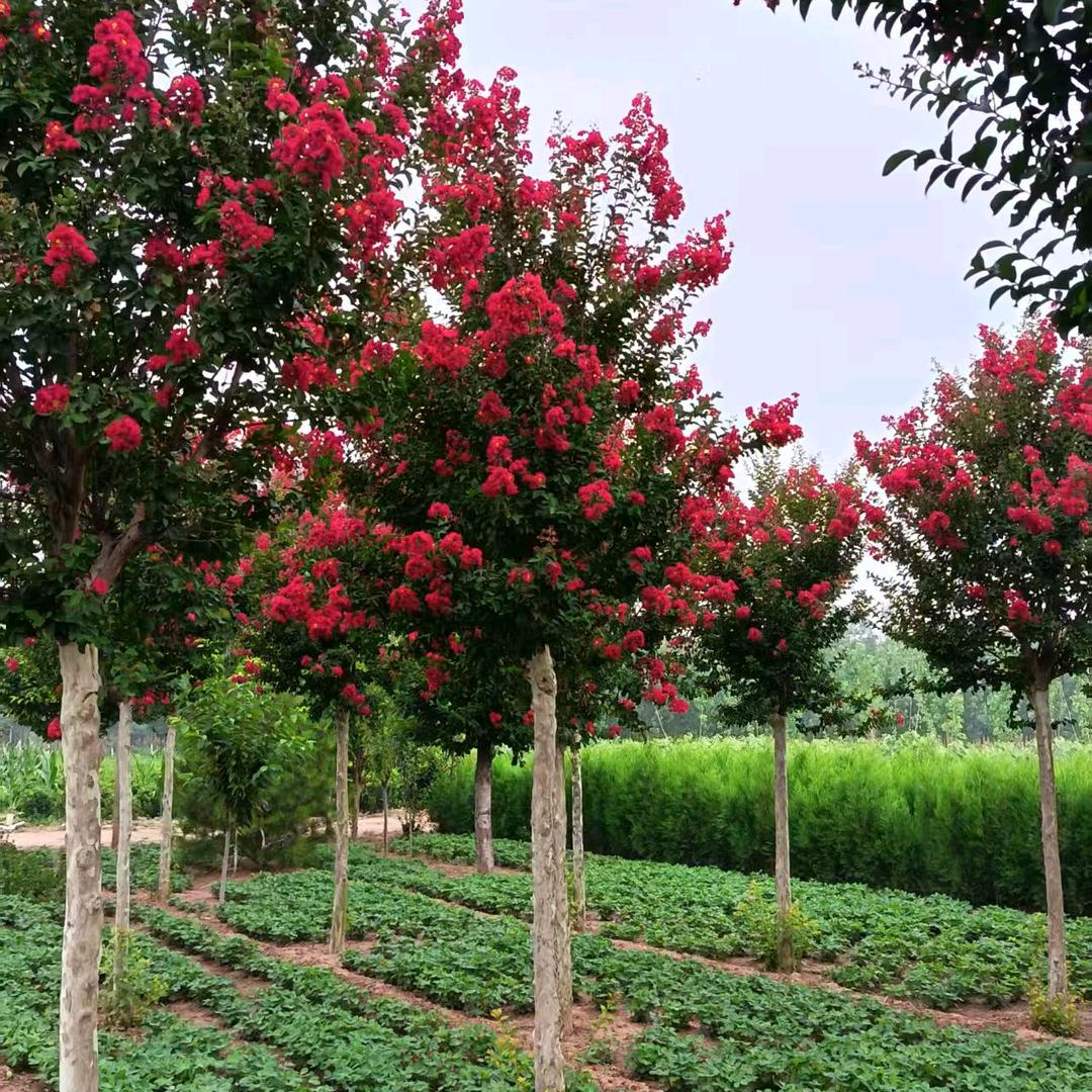 玖泷园林果树苗基地（泽泽）