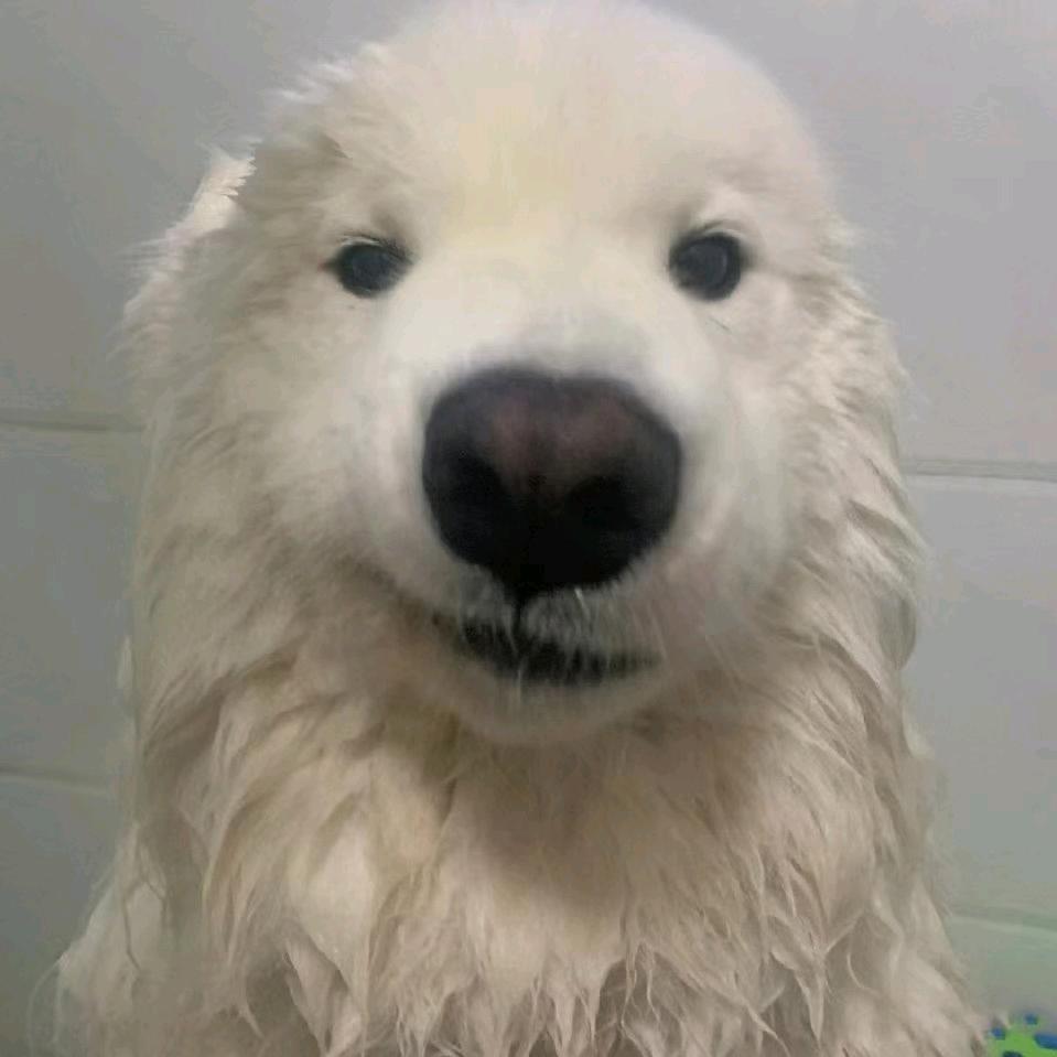 钢铁暴龙战士ˡᵒⁿᵍ