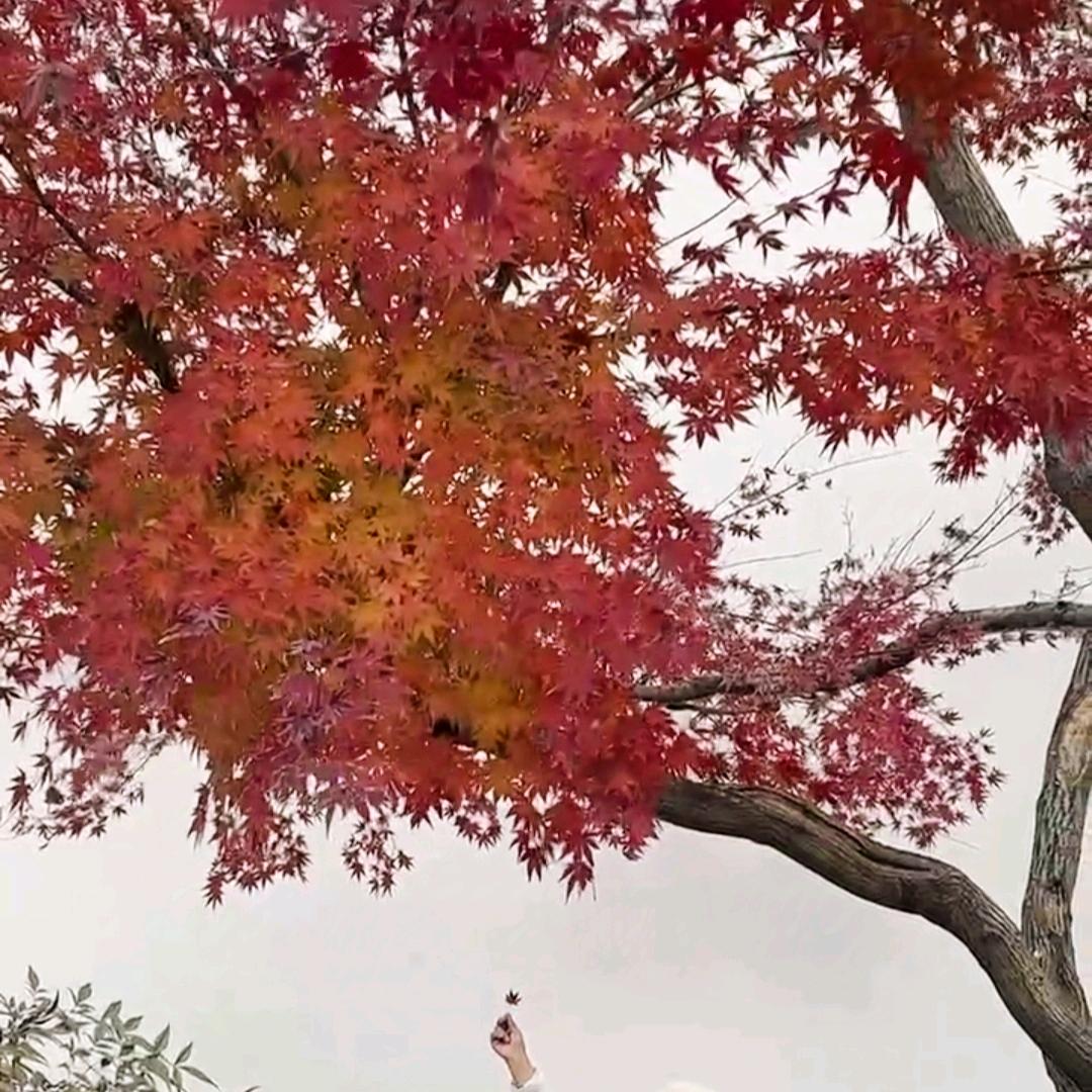 秀花