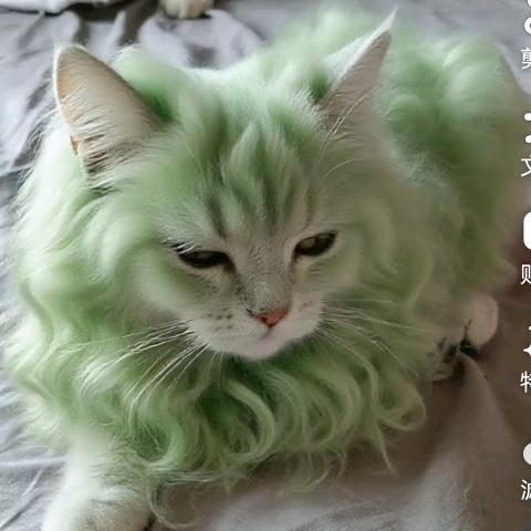 来喜是只小猫咪