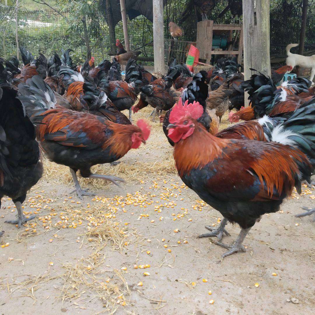 阿芳土鸡养殖