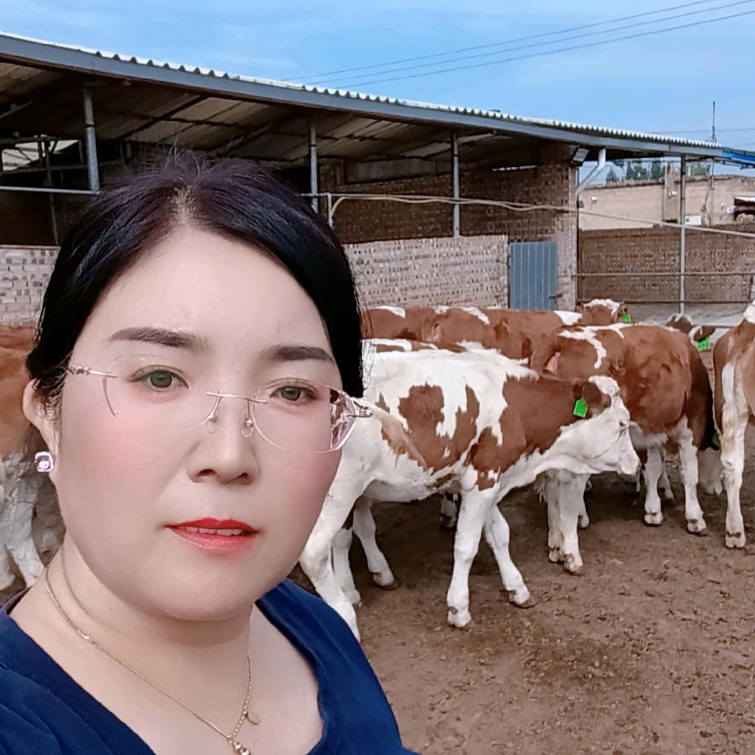 华北肉牛养殖基地