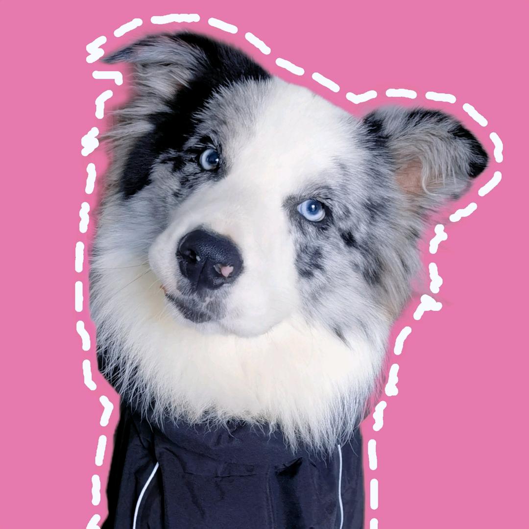 建军宠物零食铺