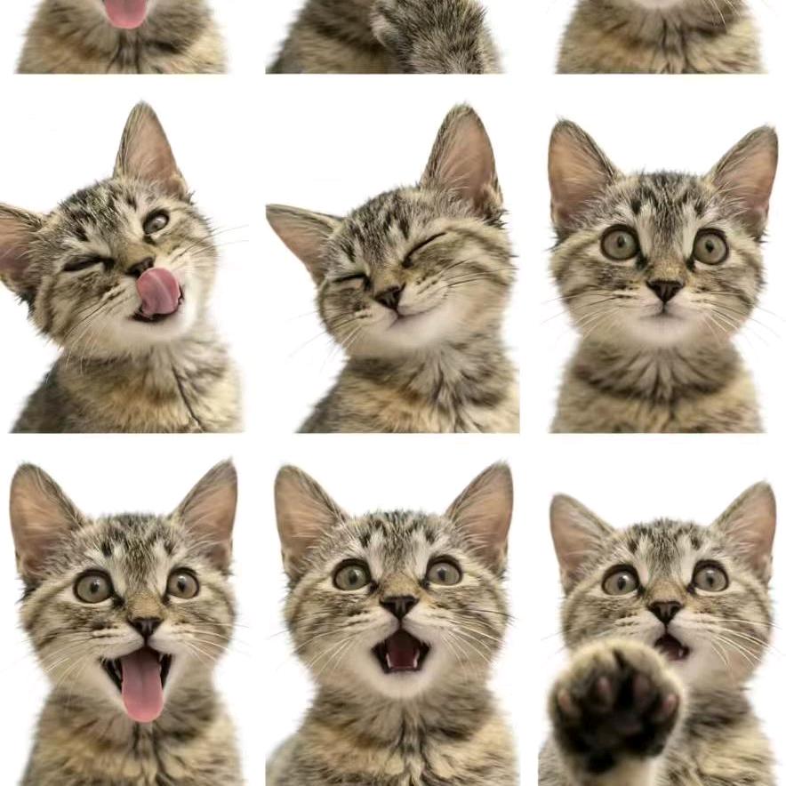 呼噜大王是只🐱