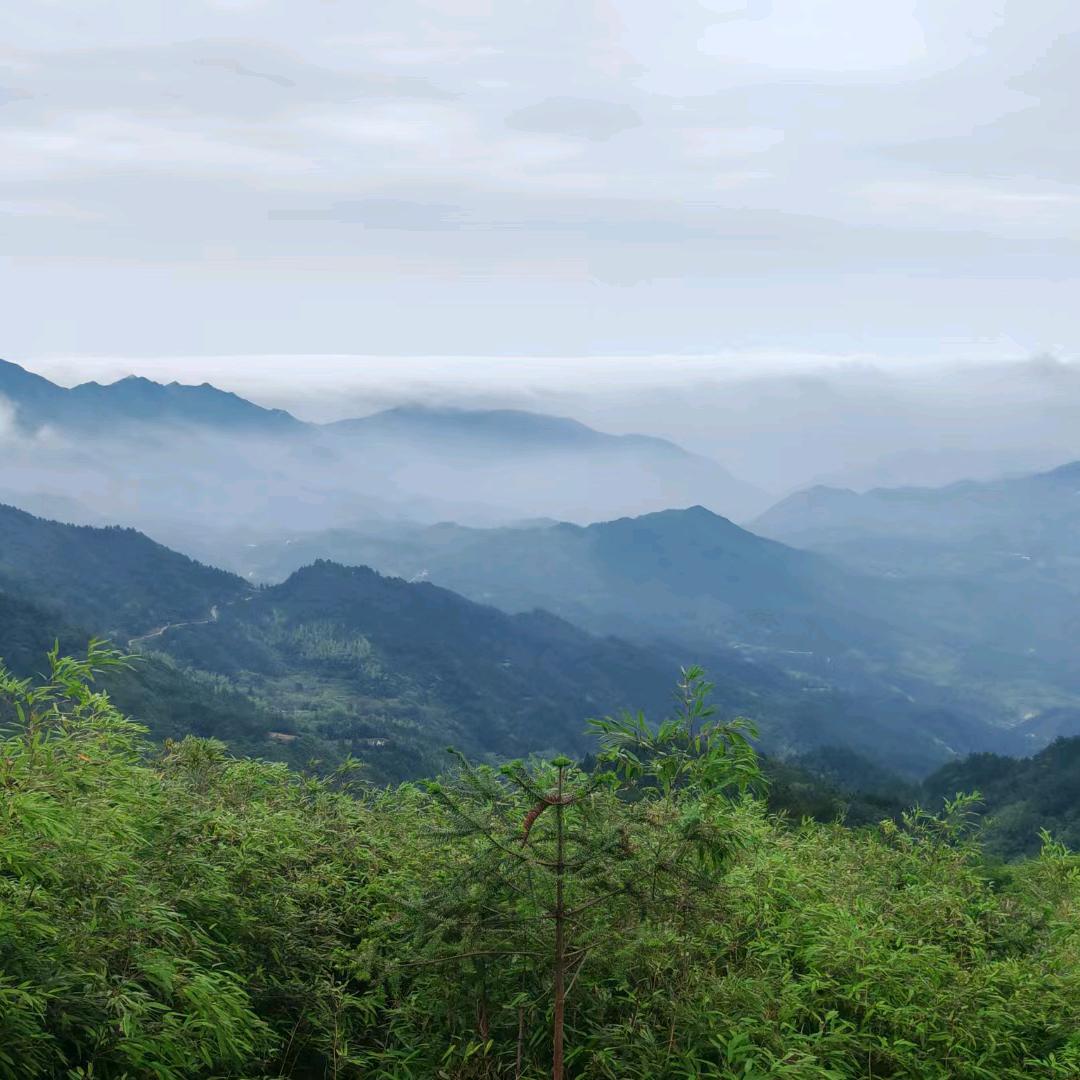 唐果果