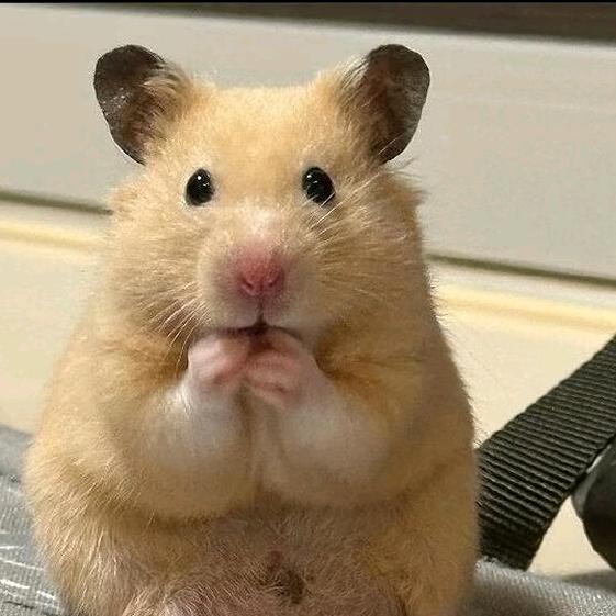 豆豆儿