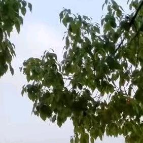 传承医学