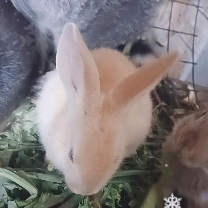 蜗牛家的小玉兔