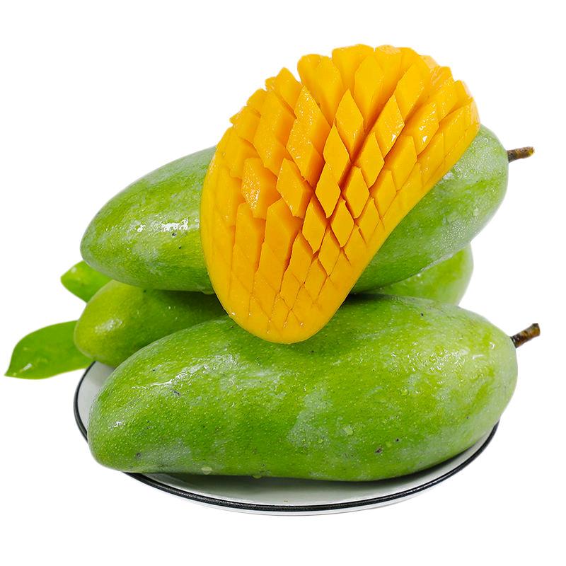 老北鼻金煌芒
