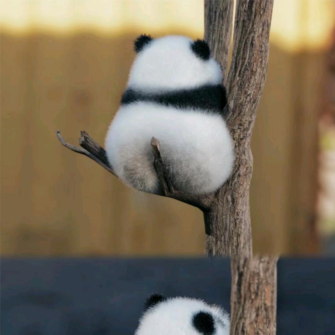 琪