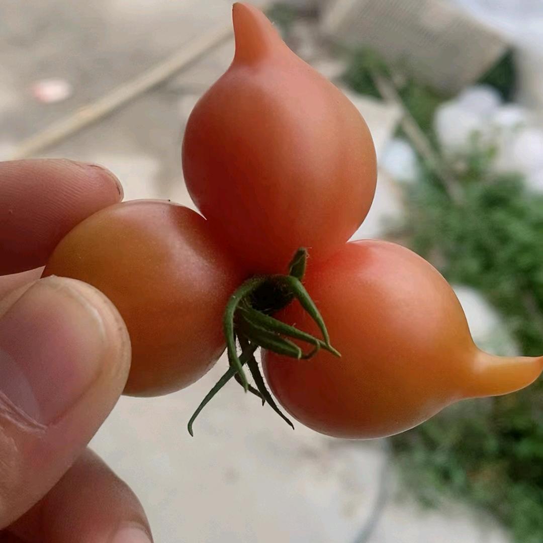 紫弹头西红柿（林）