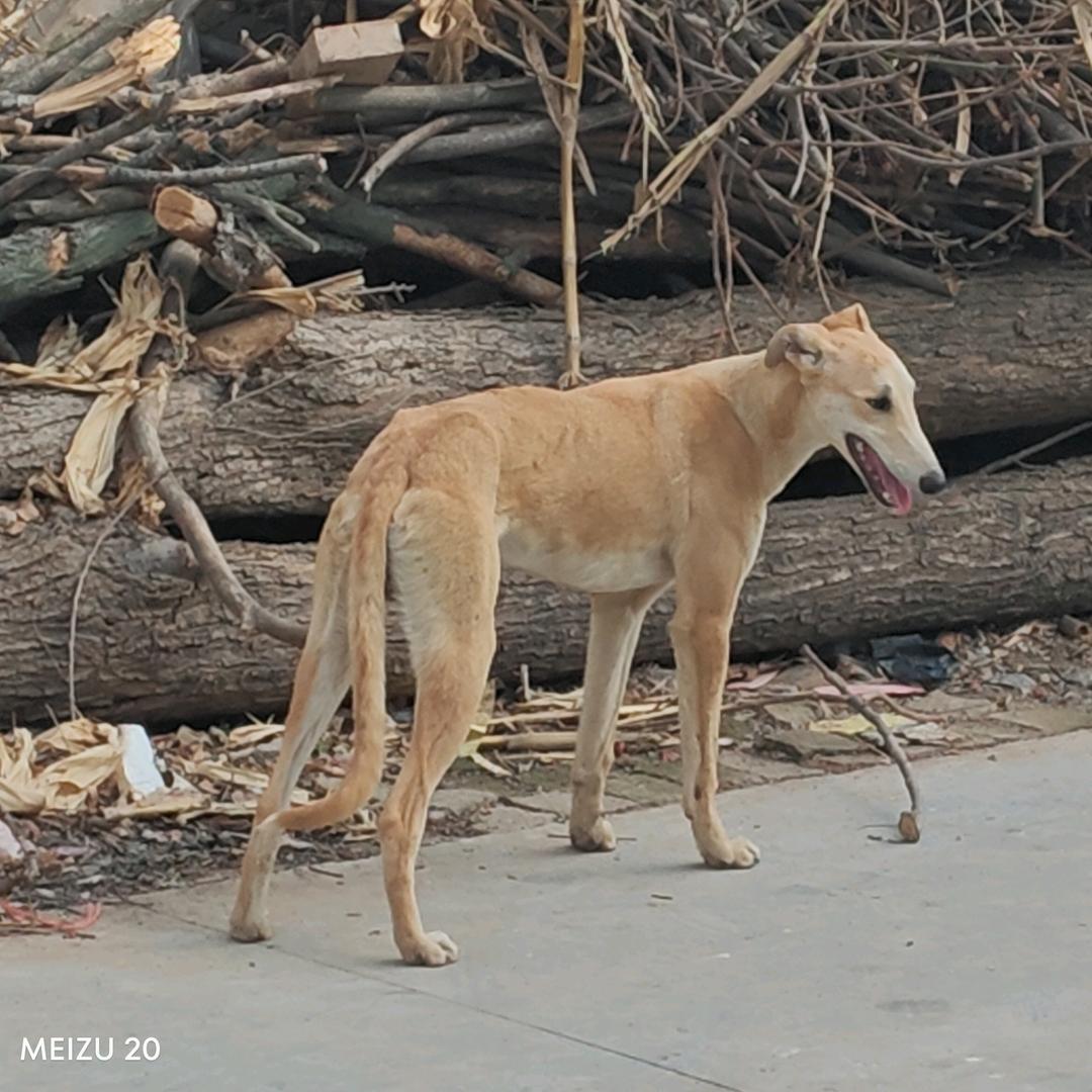 黄导弹的日常（三哥犬舍）