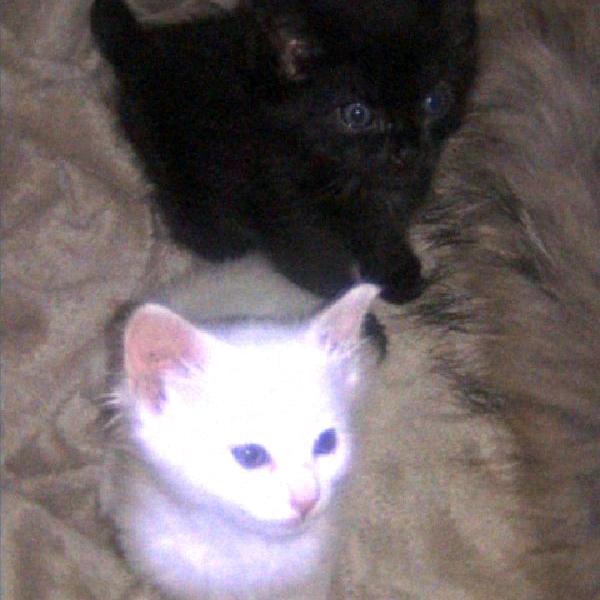 小猫面对龙湾校草也会全军覆没