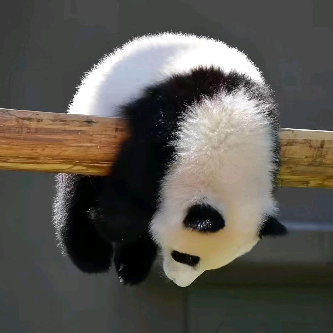 懒懒太阳