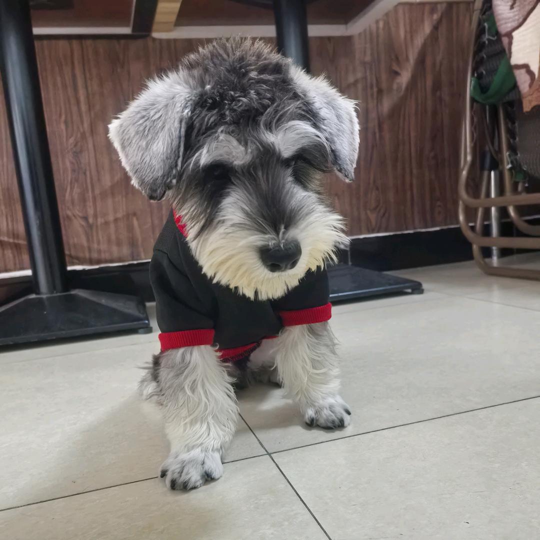 大壮是只干饭狗