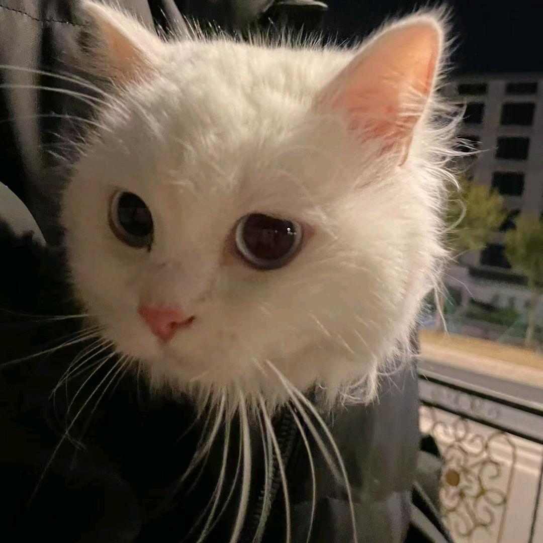 章鱼鱼鱼烧