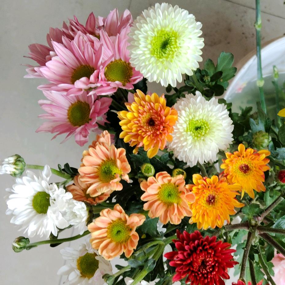 田野的花