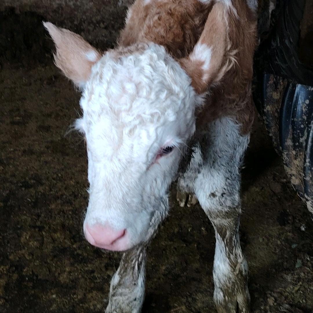 畜牧养殖服务（护士长）