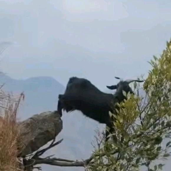 王小二