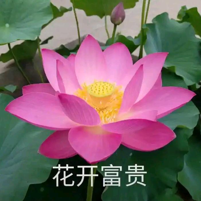 花开富贵k2