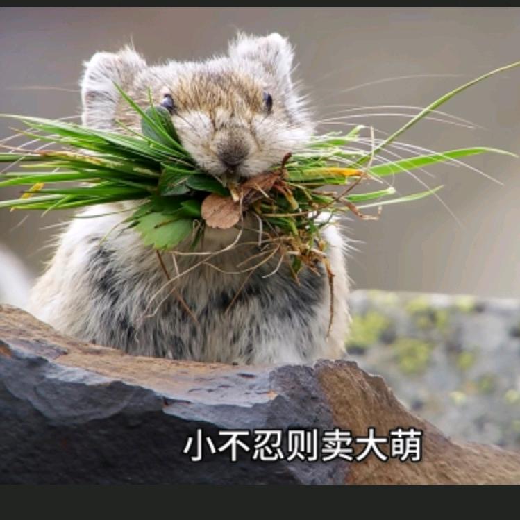 怹㦱