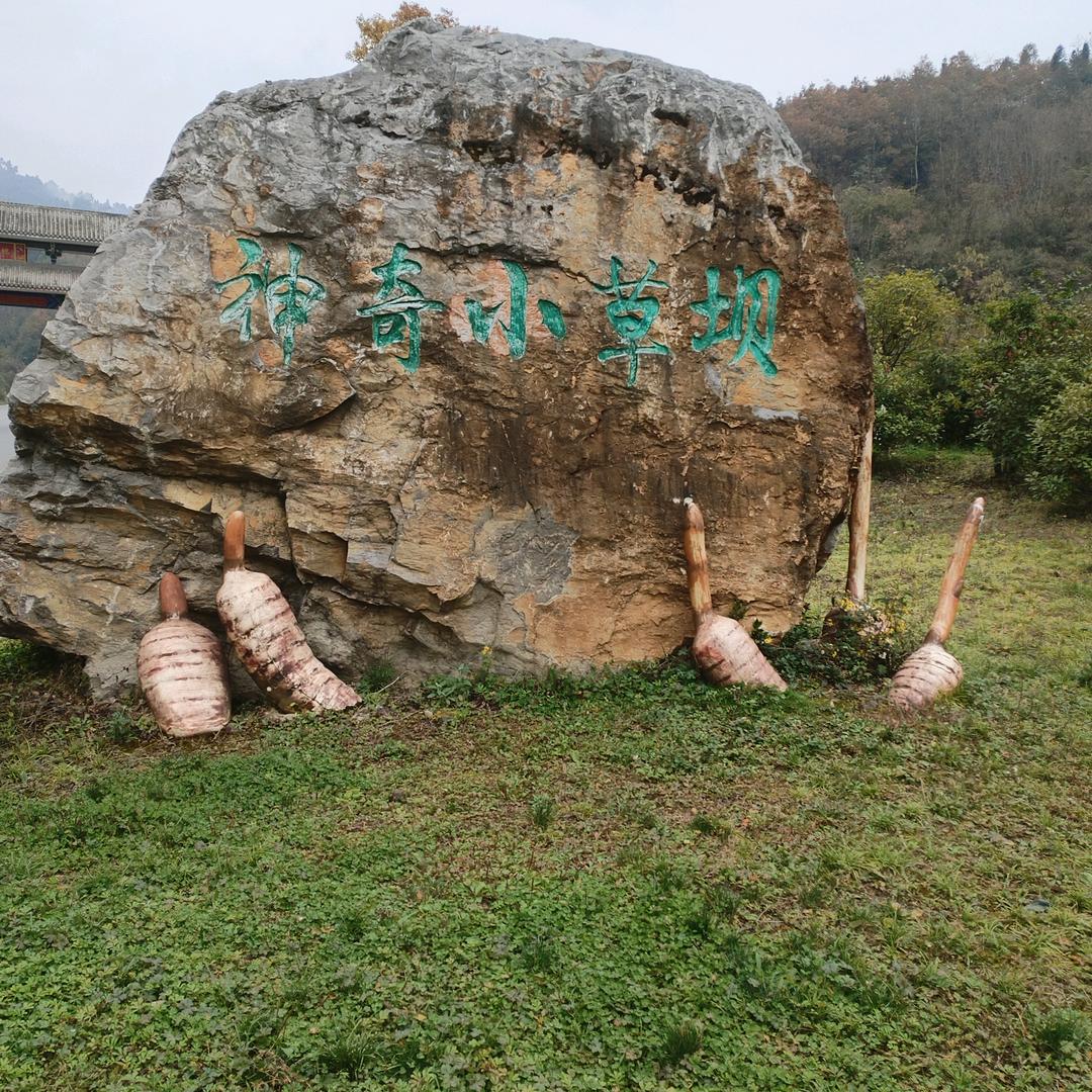 农民乌天麻直销。