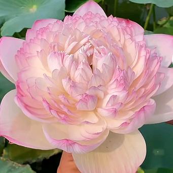 😘乌梅紫酱💜🌷