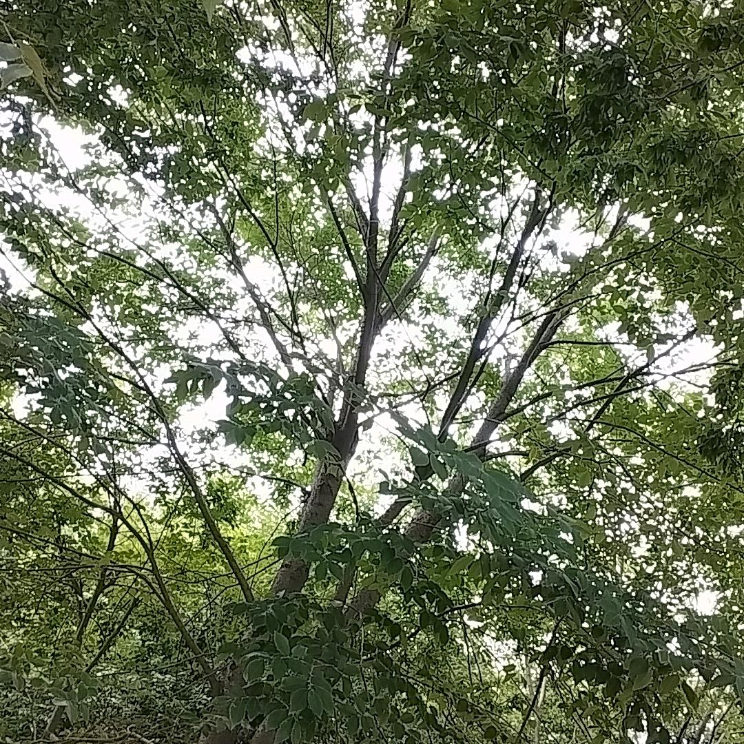 一十一