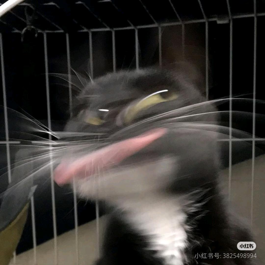 天选打工小失