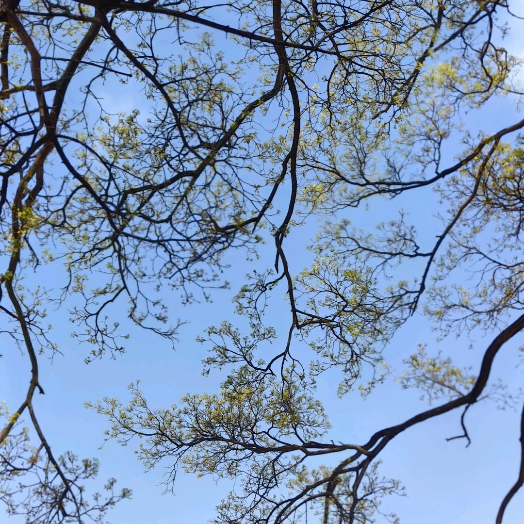 山林