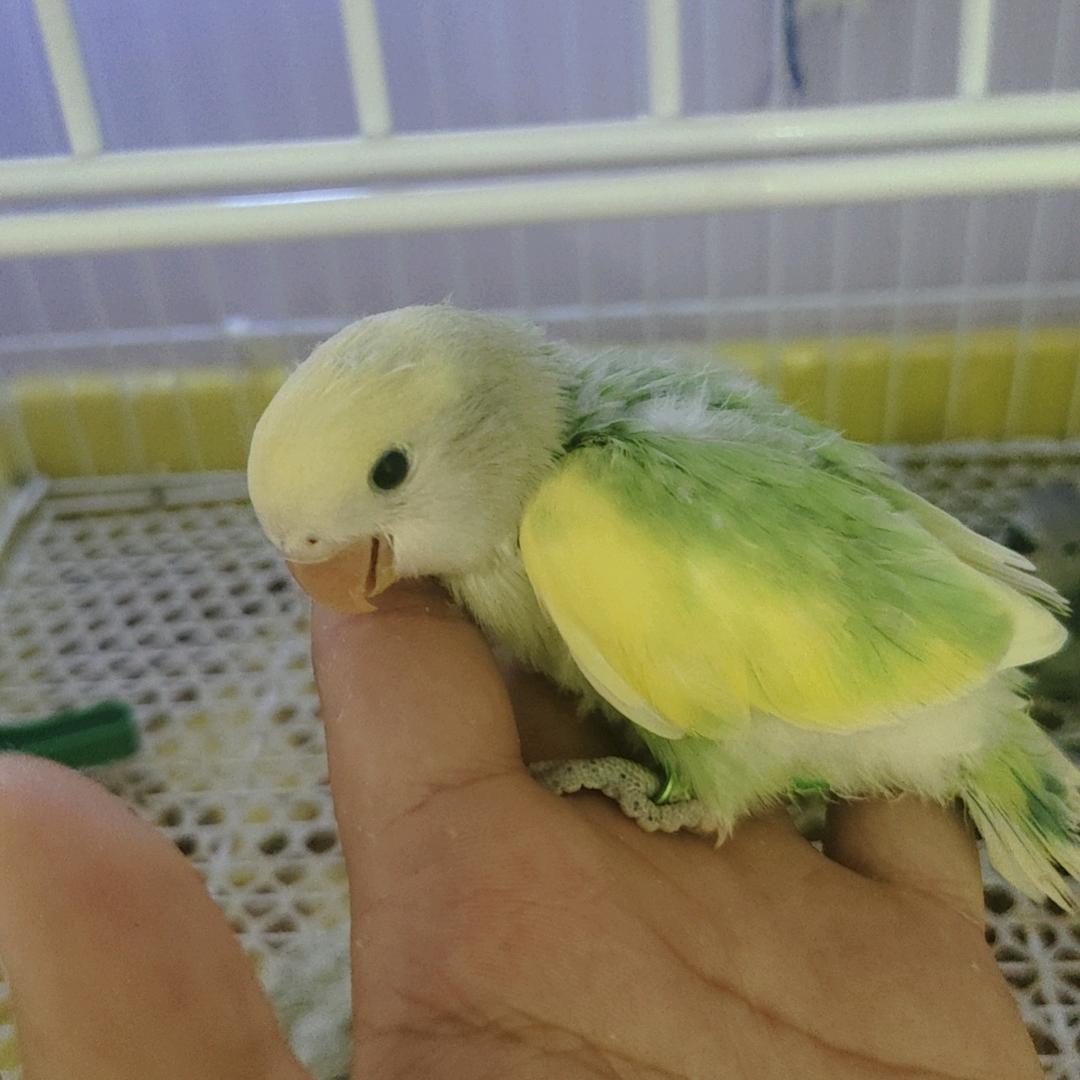 特色精养飞天老虎钳