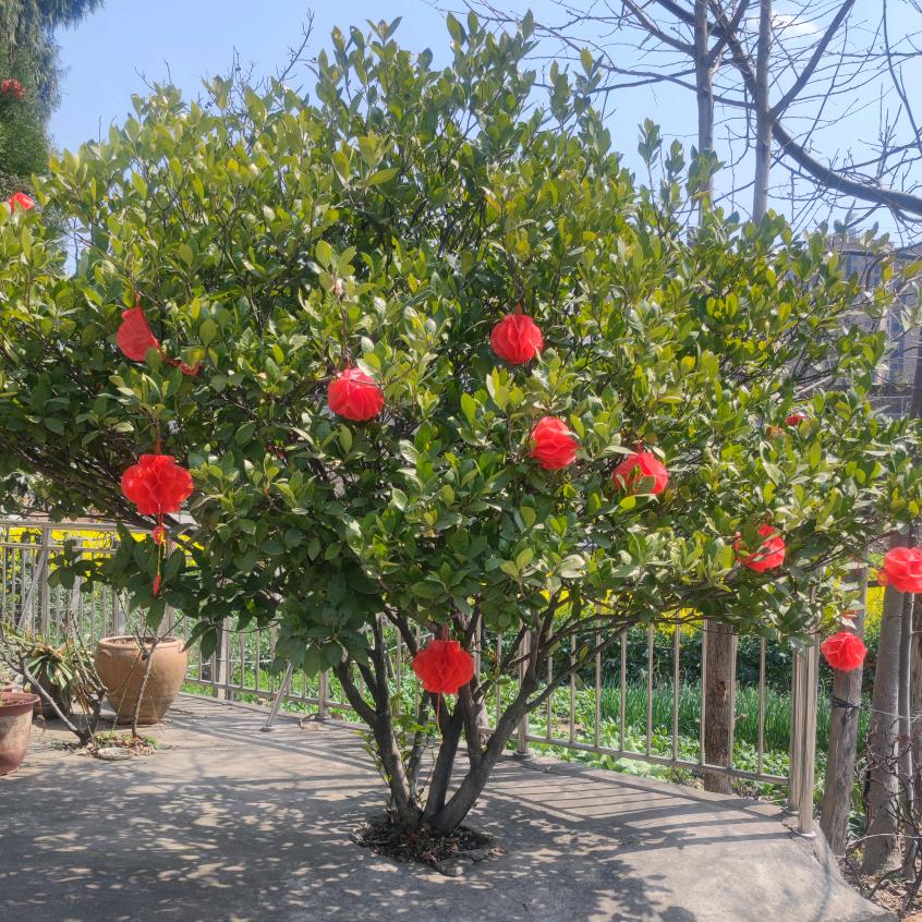 এ᭄糖糖ꦿృ༊