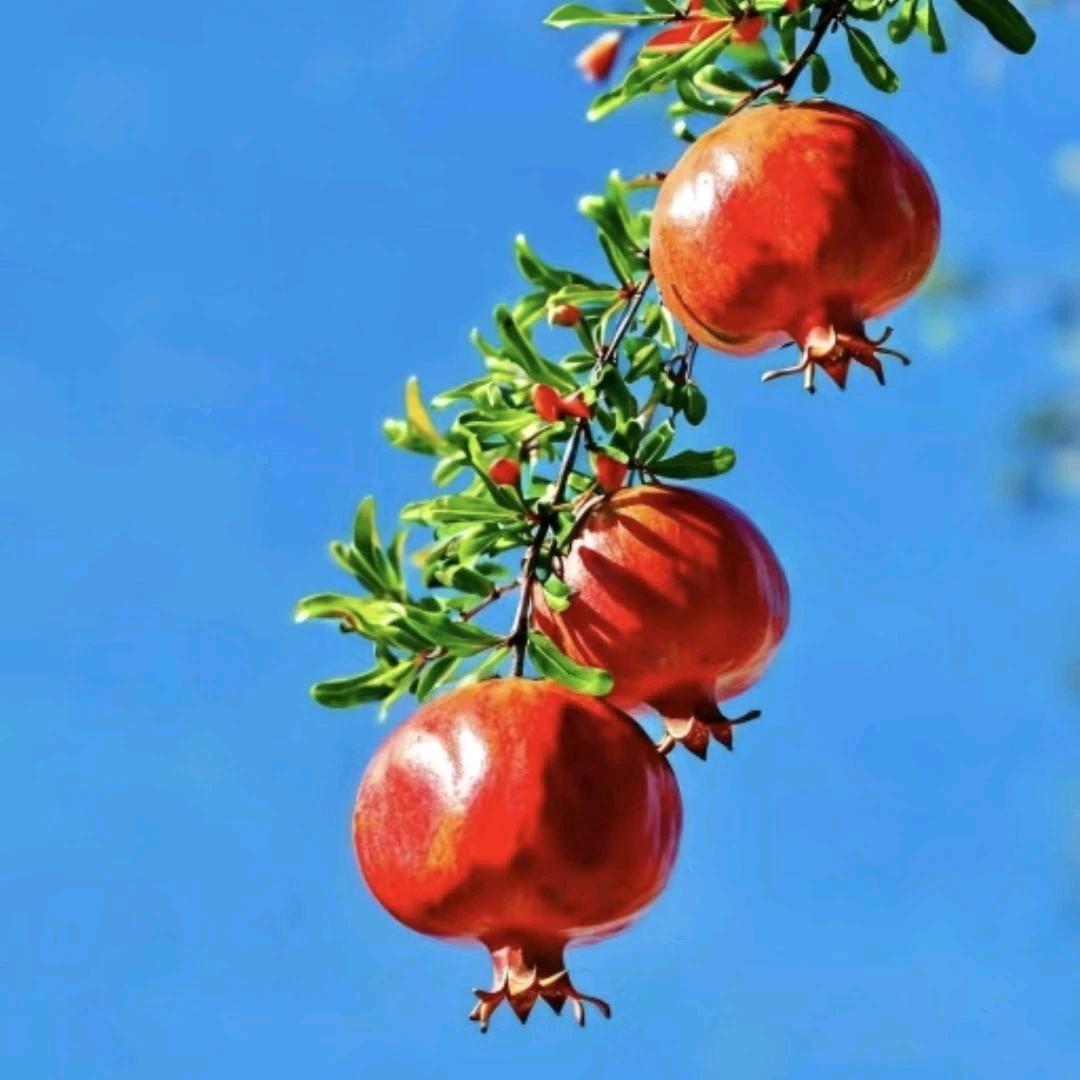 伟超果树苗木专营店