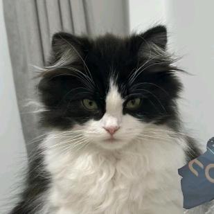 猫猫雨