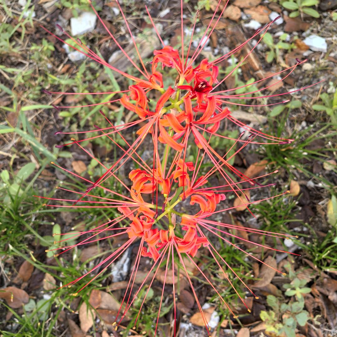 爱跑步的胖胖彭