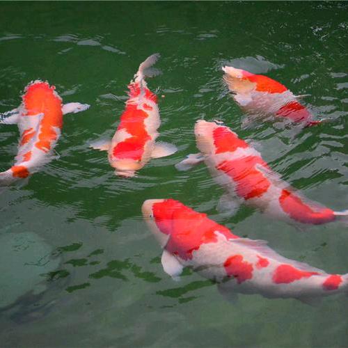 麦浪锦鲤