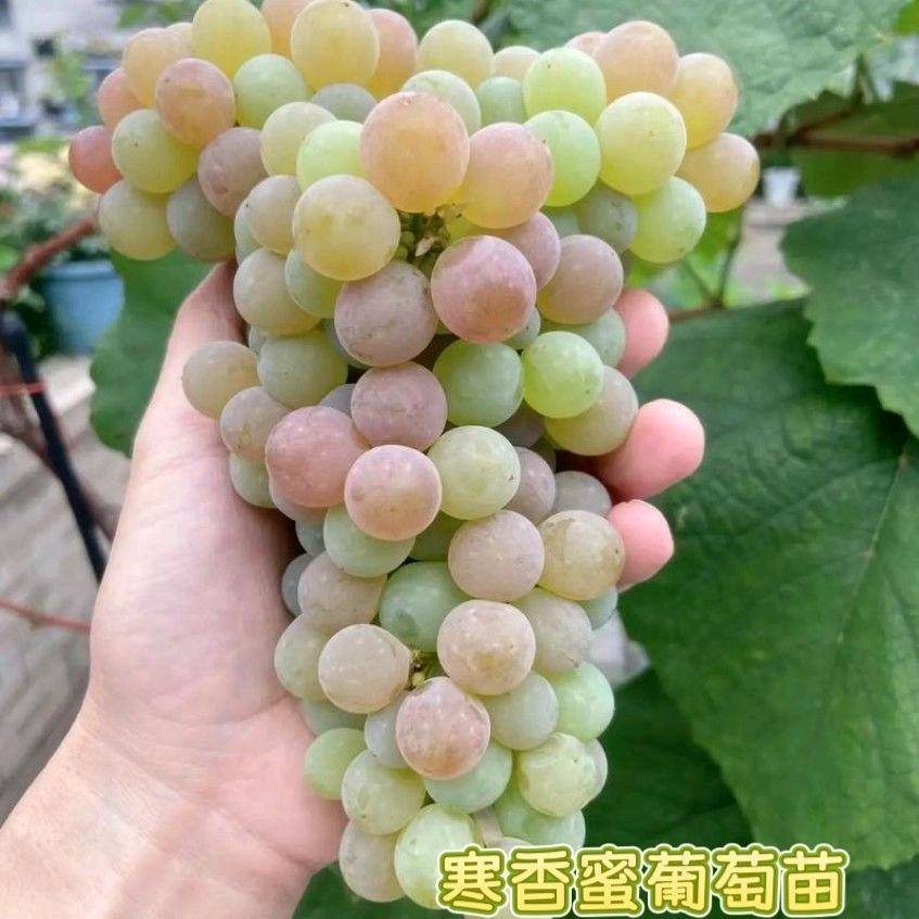 汇茹果树苗木专营店