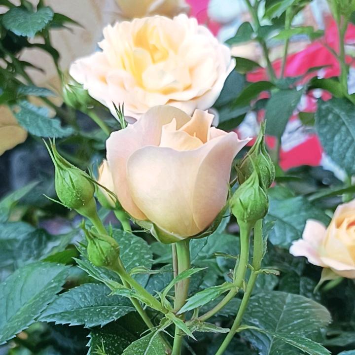 🌷
