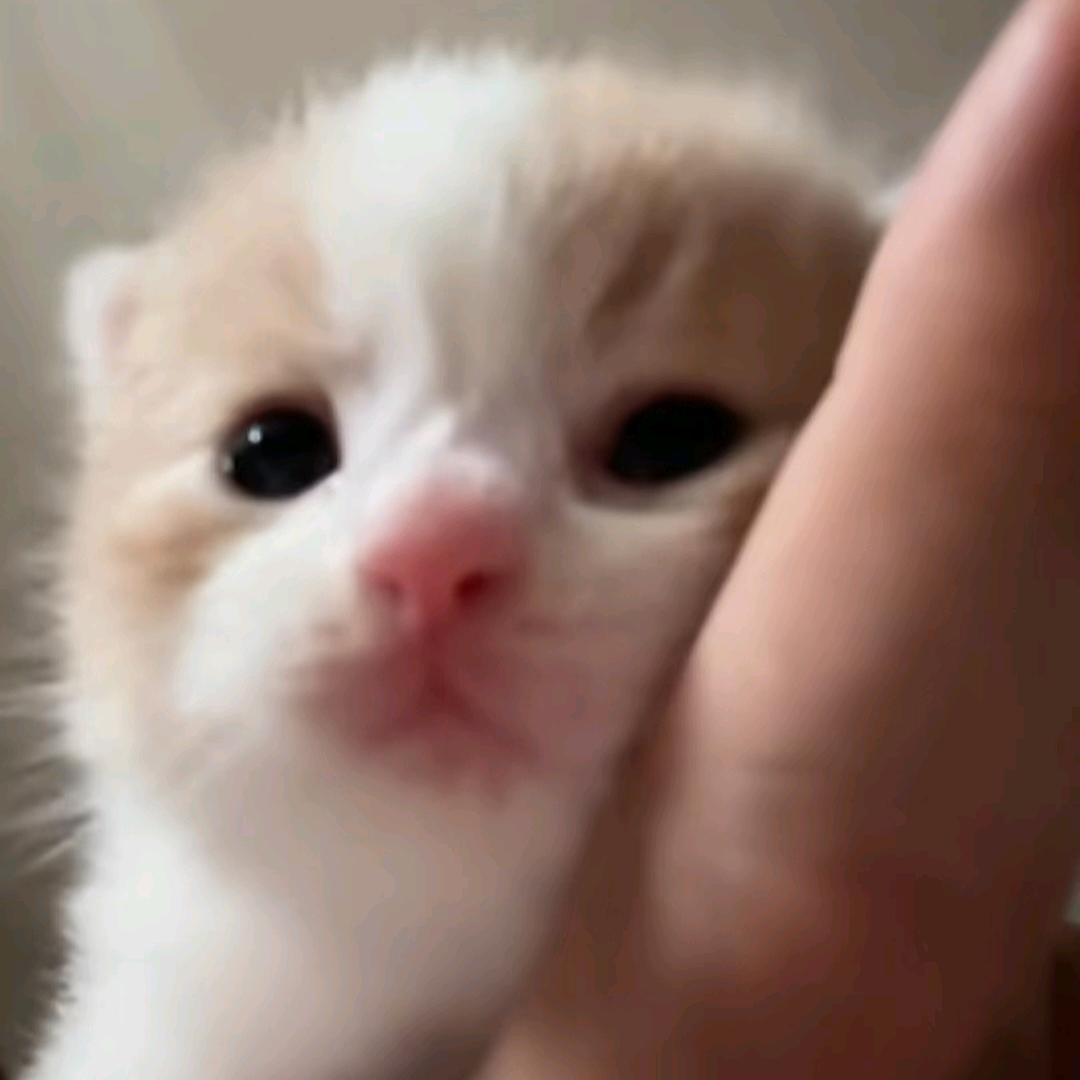 番茄炒鼻屎