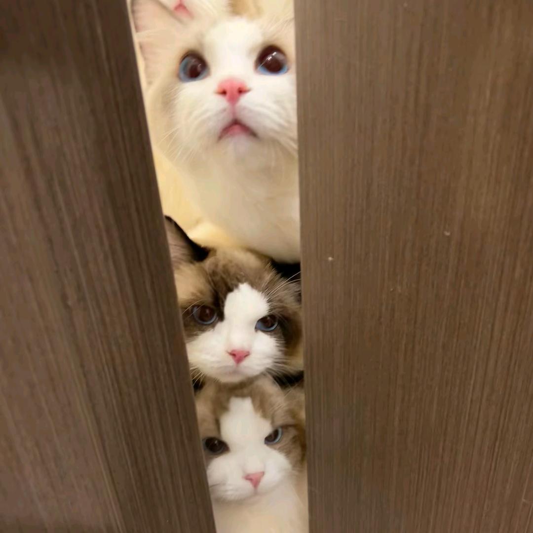 小奶猫～