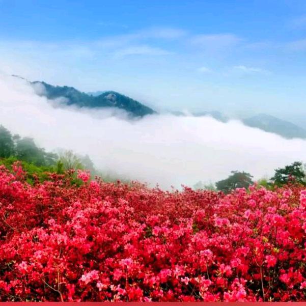 映山红