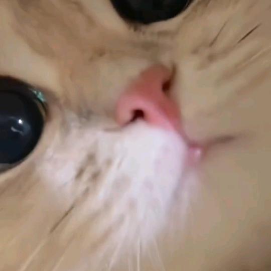 丑伢