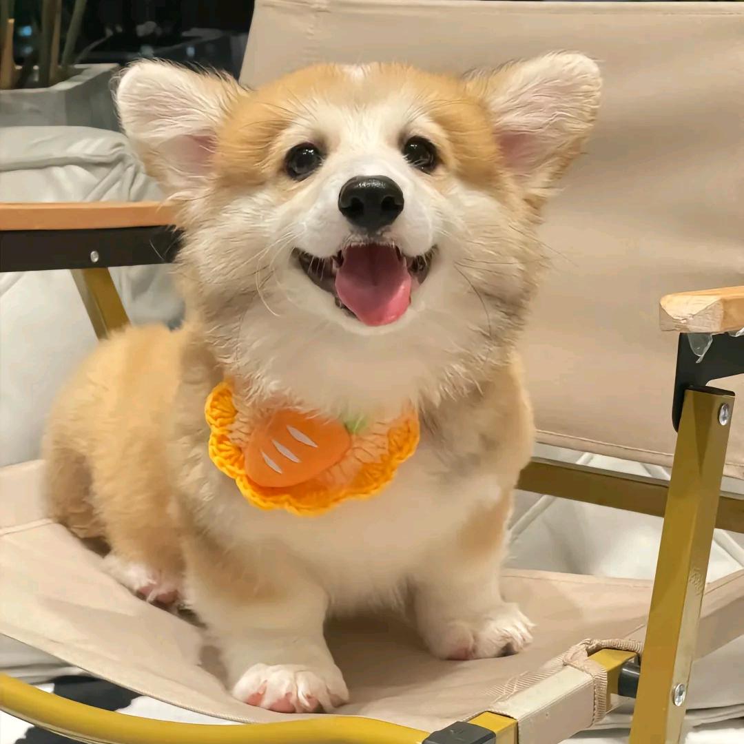🎀教主