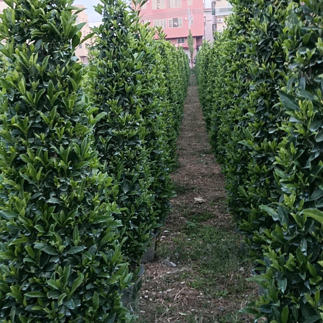 张二哥🇻🇳❤️💐💐🌲🌵🎄?