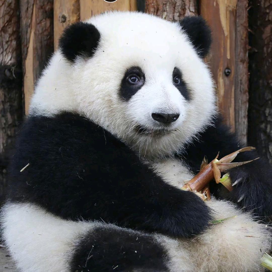 离异带两只猫咪