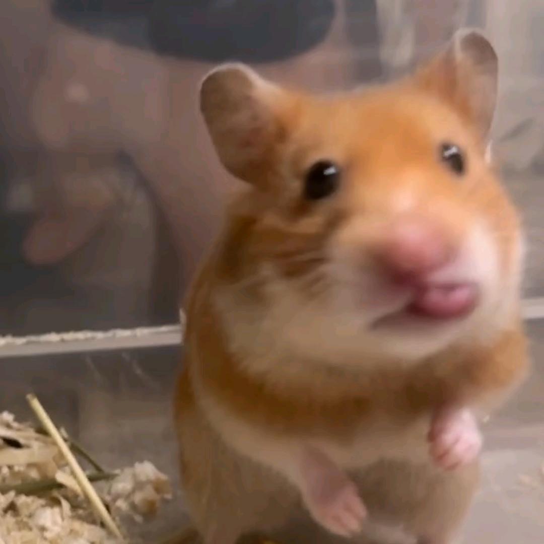 爱人🐹士
