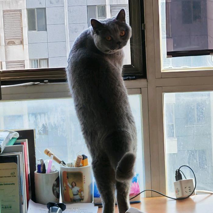 蛋仔的第五人格